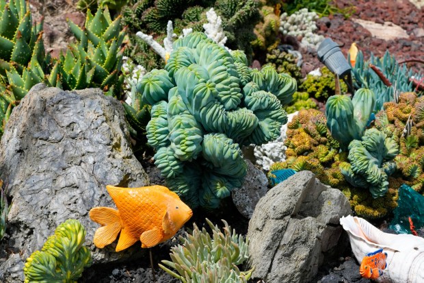 A crested blue candle cactus (Myrtillocactus geometricus forma cristata) looks like undersea coral. (Nelvin C. Cepeda / The San Diego Union-Tribune)