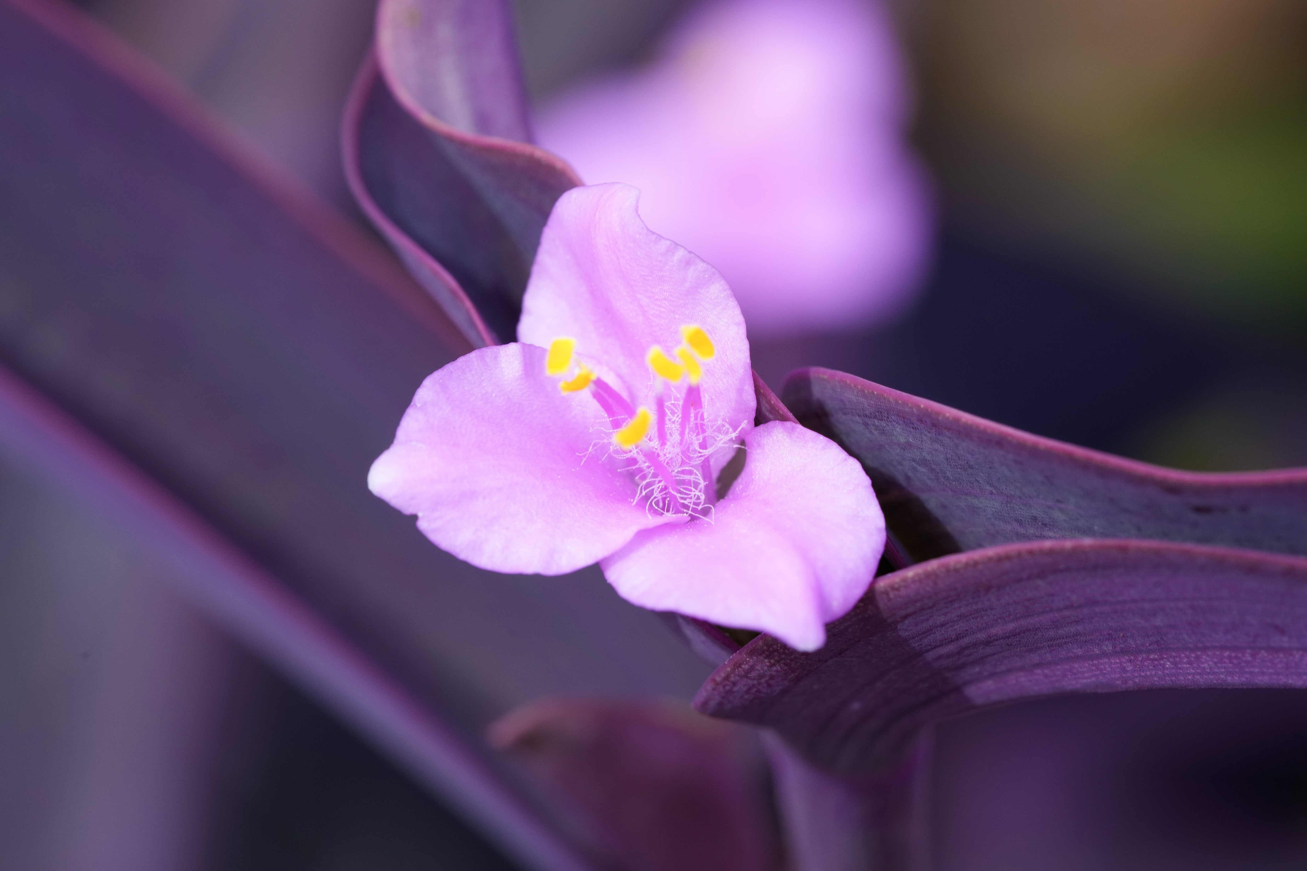 The garden has âPurple Heartâ plants (Tradescantia pallida). (Nelvin C....