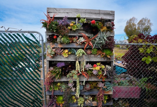A repurposed pallet is used as a vertical planter for various succulents. (Nelvin C. Cepeda / The San Diego Union-Tribune)