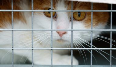 As massive animal sanctuary rescue effort continues, some animals in poor condition are euthanized – San Diego Union-Tribune