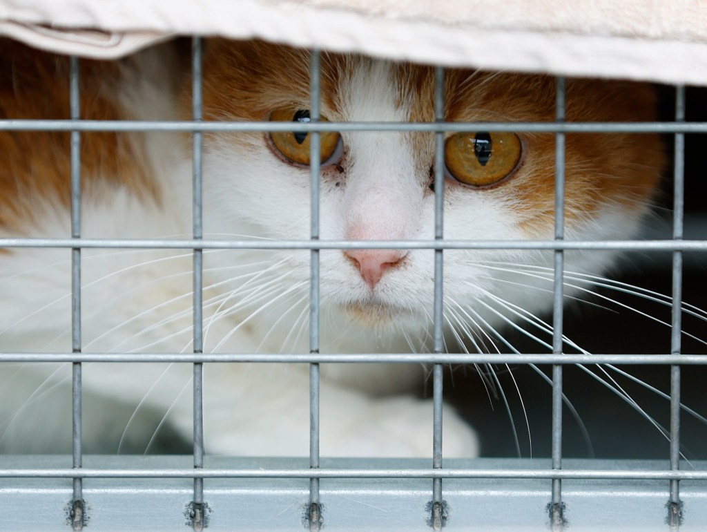 As massive animal sanctuary rescue effort continues, some animals in poor condition are euthanized – San Diego Union-Tribune