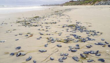 Lovely and mysterious little Velella velellas washing ashore in La Jolla – San Diego Union-Tribune