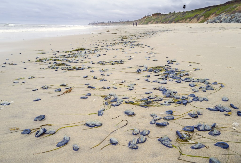 Lovely and mysterious little Velella velellas washing ashore in La Jolla – San Diego Union-Tribune