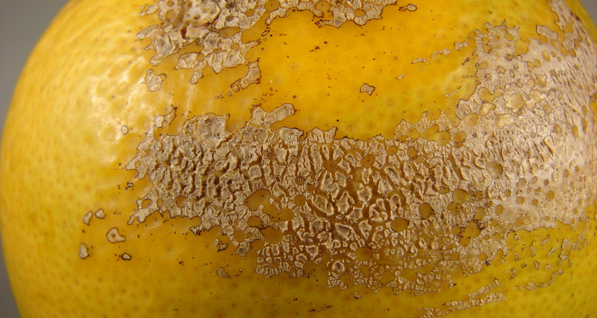 California Sweet Orange Scab Quarantine Expanded