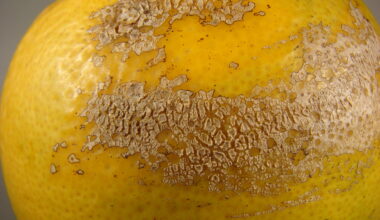 California Sweet Orange Scab Quarantine Expanded