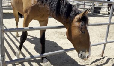 Students train wild mustangs at Libben Horsemanship Academy