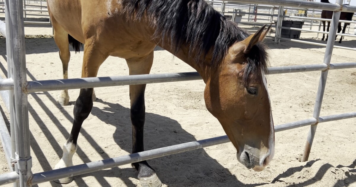 Students train wild mustangs at Libben Horsemanship Academy