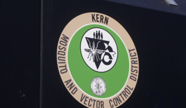 Mosquito season hits Kern County — here’s what to know