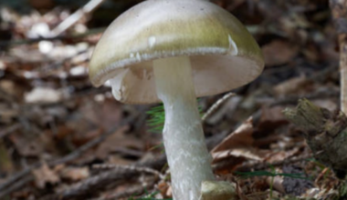 SD County warning residents to not eat wild mushrooms