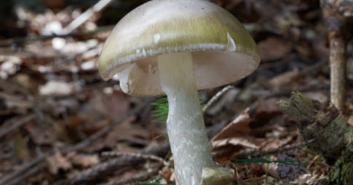 SD County warning residents to not eat wild mushrooms