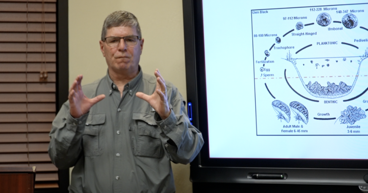 Invasive golden mussels threaten Kern County water systems