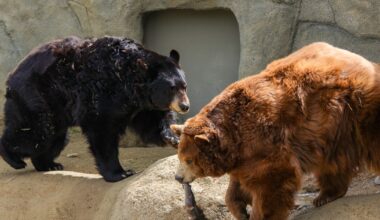 Petition drive aims to put CALM Zoo tax measure on ballot