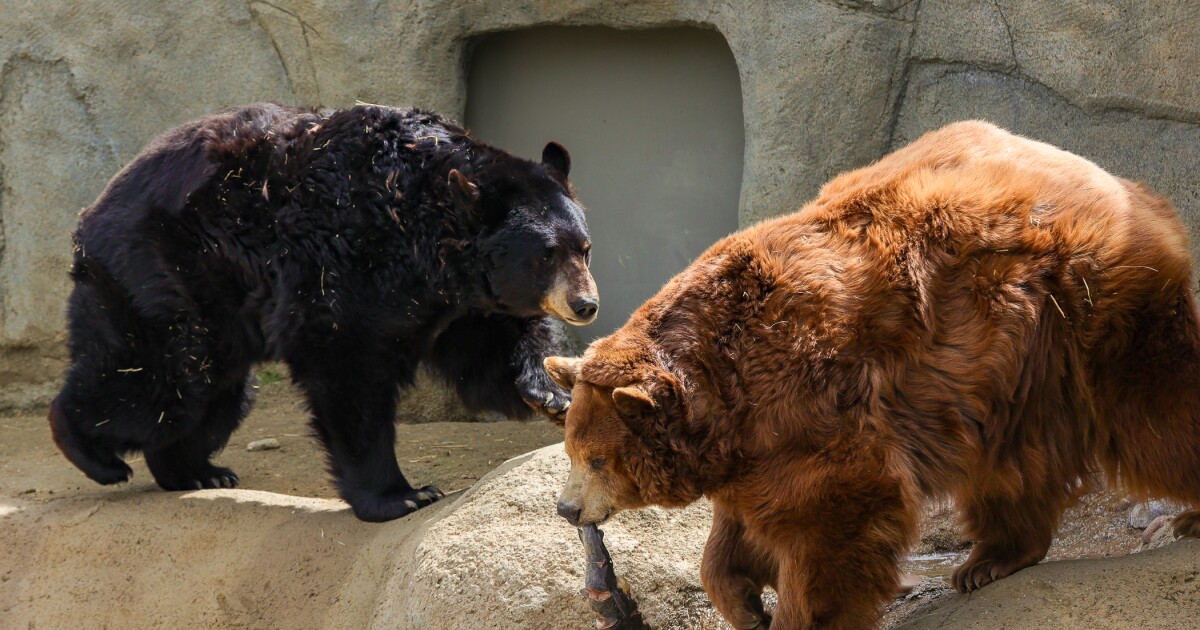 Petition drive aims to put CALM Zoo tax measure on ballot