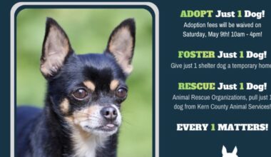 Meet Rhoads from Kern County Animal Services