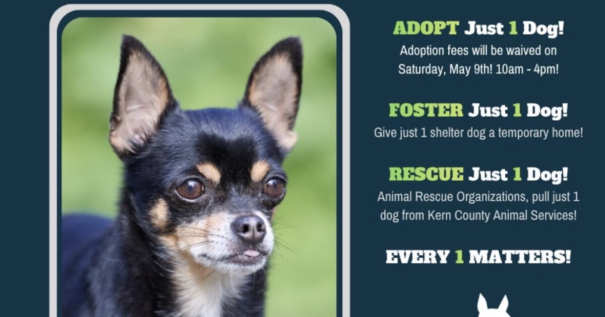 Meet Rhoads from Kern County Animal Services
