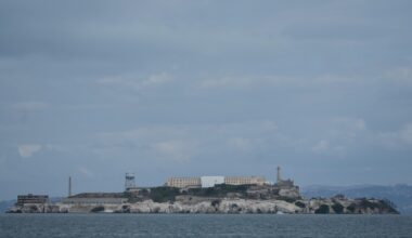 Male coyote swims from Angel Island to Alcatraz, surprising experts