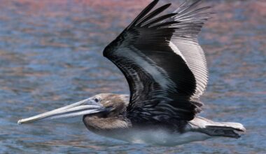 As ocean temperatures spike, more dead sea birds are washing up on California shores