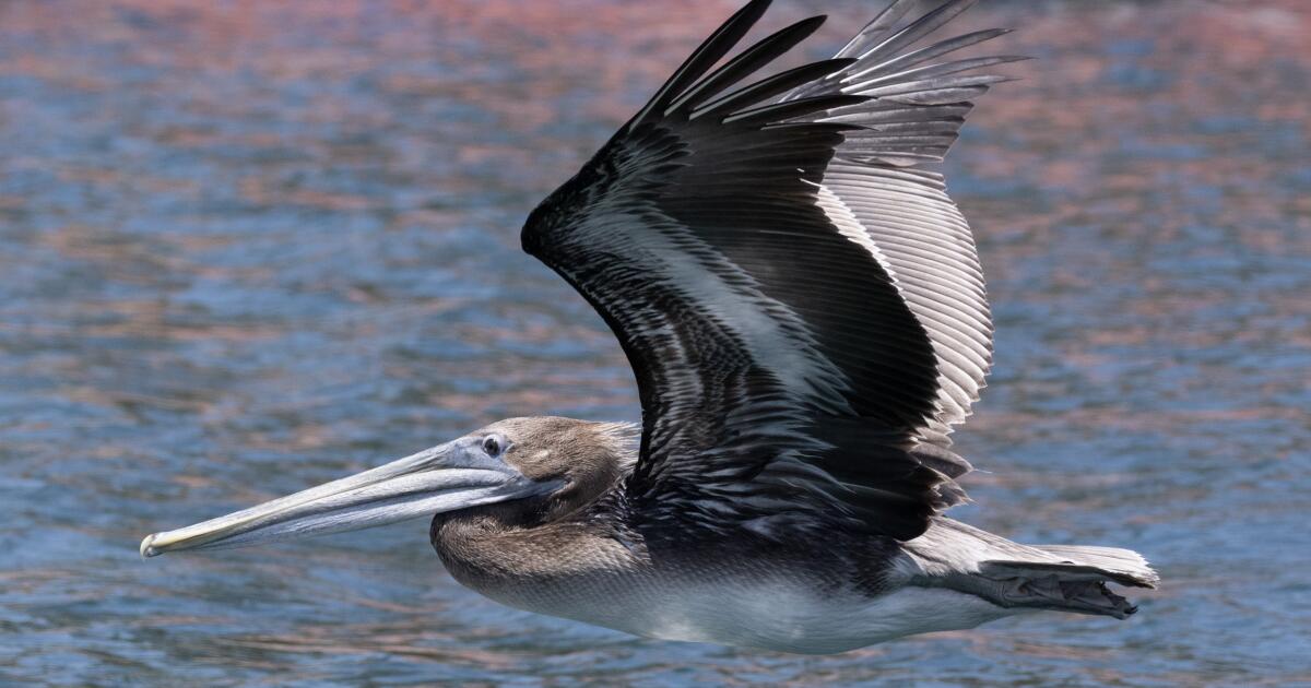 As ocean temperatures spike, more dead sea birds are washing up on California shores