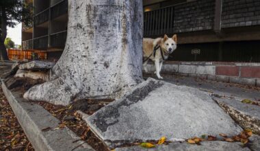 I’m one of many who’ve sustained an injury on L.A.’s broken sidewalks