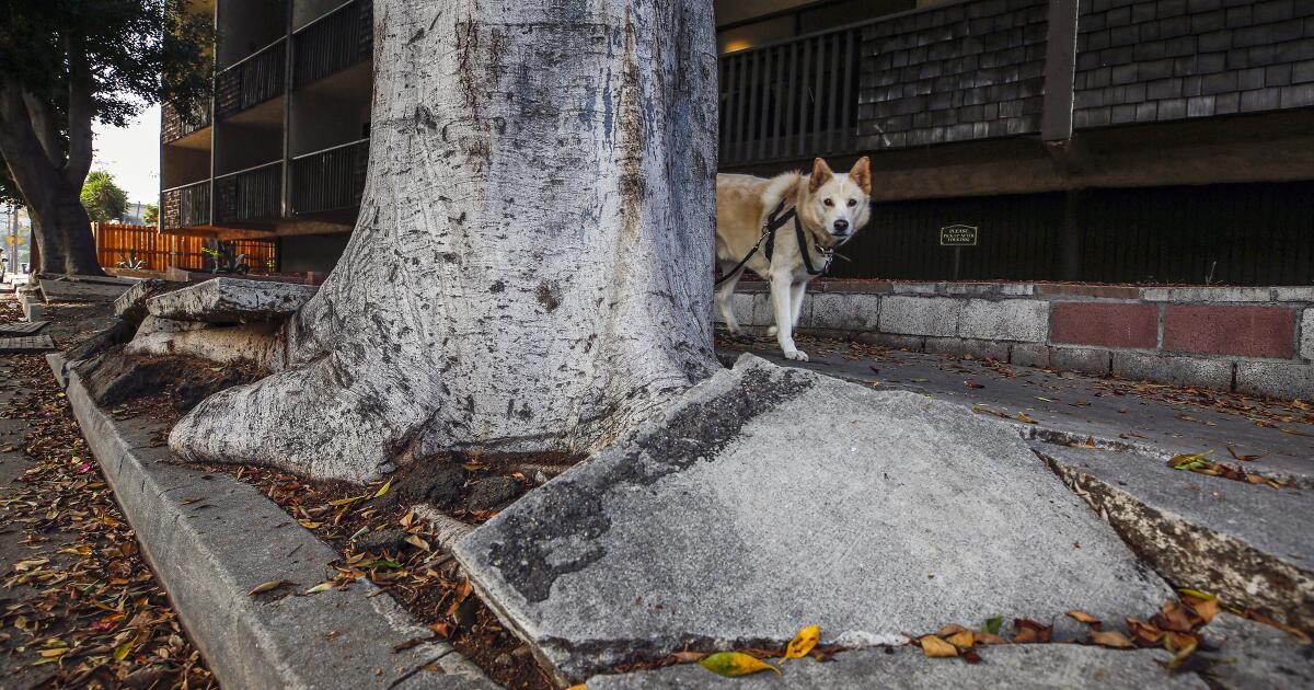I’m one of many who’ve sustained an injury on L.A.’s broken sidewalks