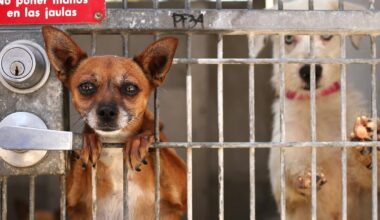 Mayor Bass' budget cuts $1.6 million for dog exercise program at L.A. animal shelters