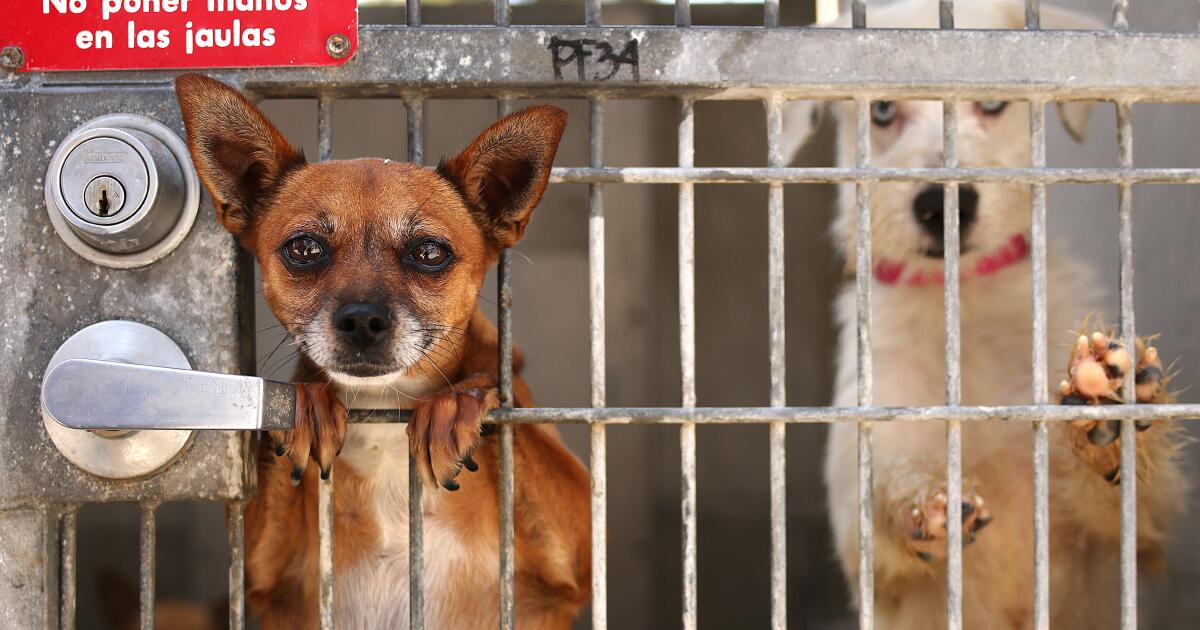 Mayor Bass' budget cuts $1.6 million for dog exercise program at L.A. animal shelters