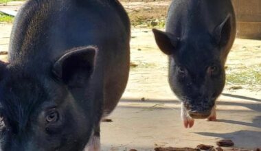 Garden Grove moves forward on allowing residents to keep pot-bellied pigs as pets