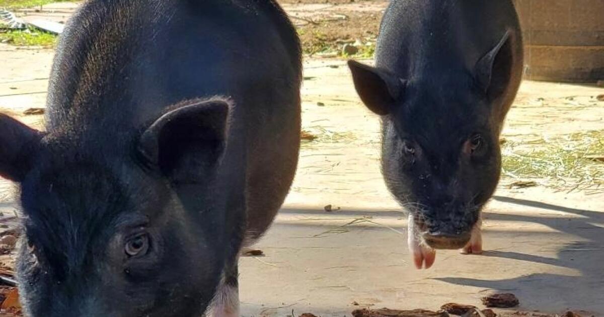 Garden Grove moves forward on allowing residents to keep pot-bellied pigs as pets