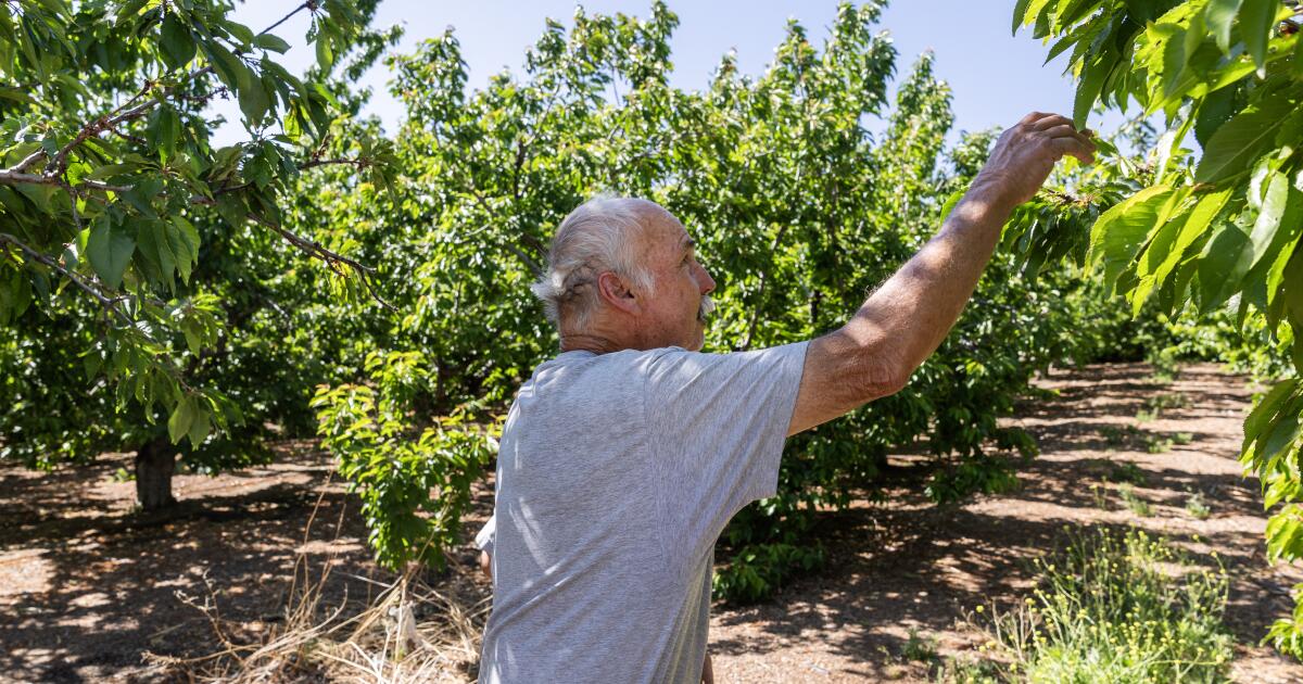 No fruit at California U-pick cherry farms after warm and short winter