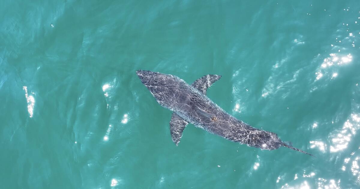 California sees great white shark surge. Why that’s a good thing