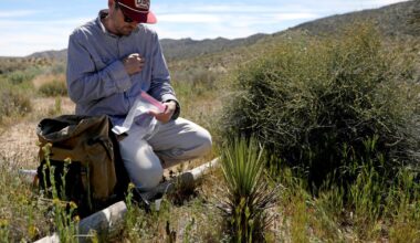 Humans are killing California Joshua trees. Can fungi save them?