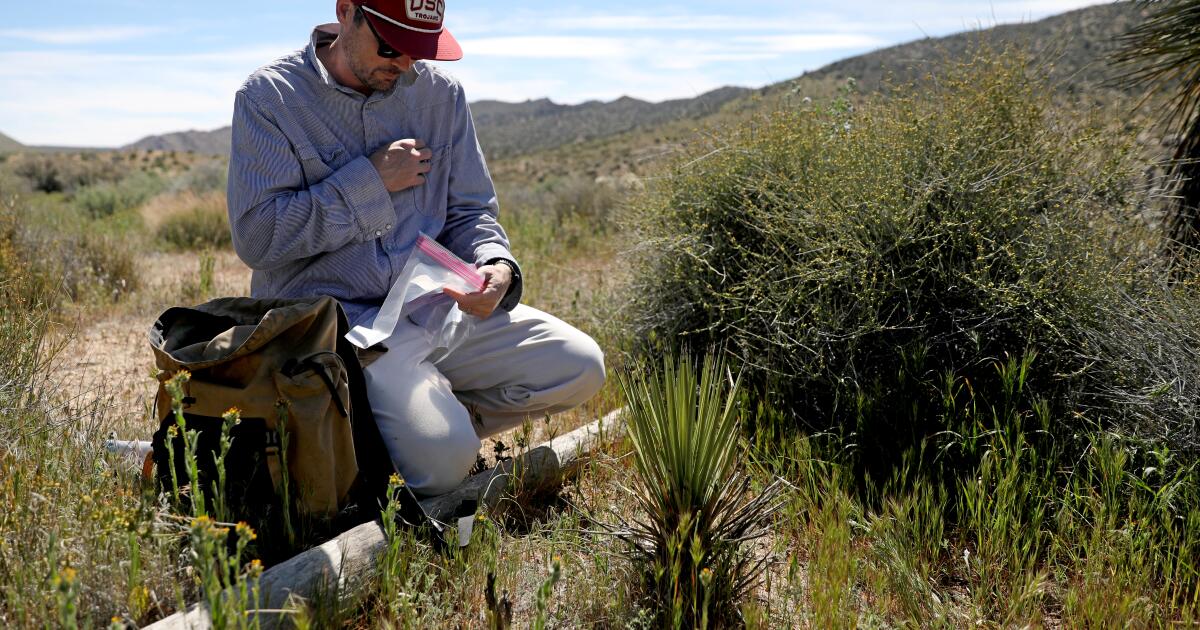 Humans are killing California Joshua trees. Can fungi save them?