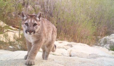 Six wildlife crossings are coming to Southern California
