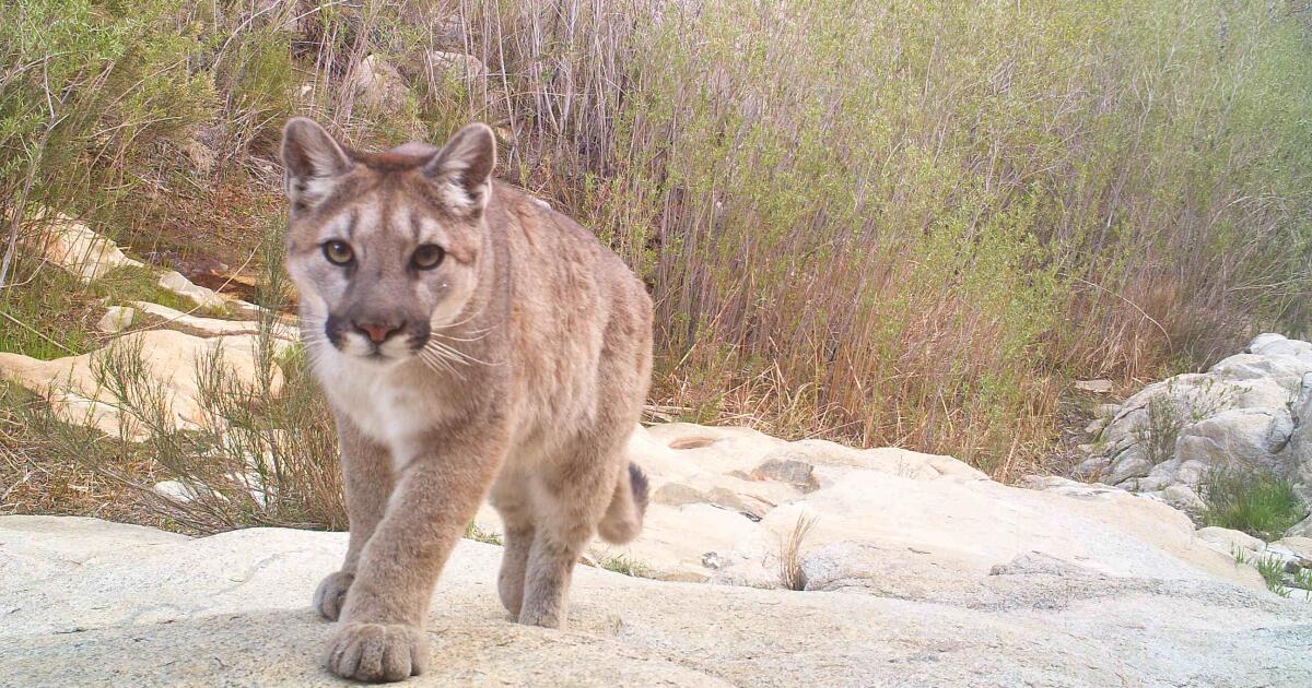 Six wildlife crossings are coming to Southern California