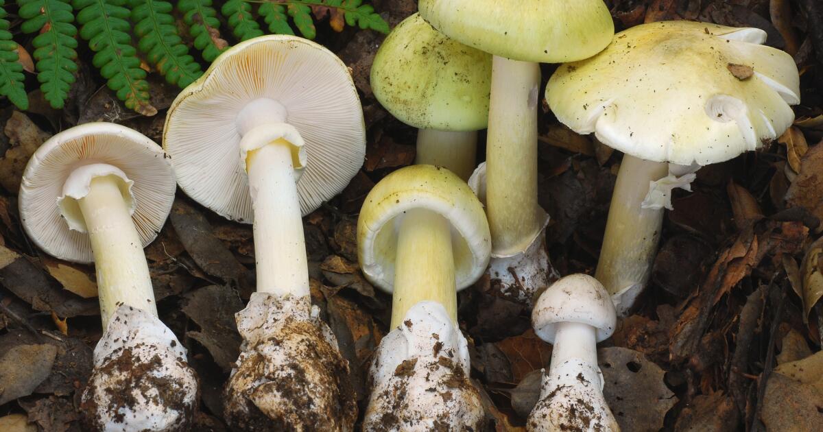 Three poisoned by mushrooms foraged in California wine country