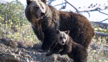 Two hikers in Yellowstone seriously injured in bear attack