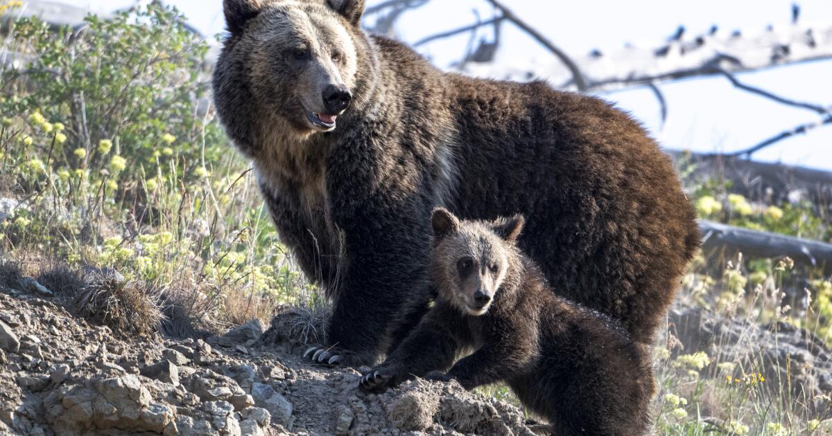 Two hikers in Yellowstone seriously injured in bear attack