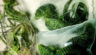 Baby crocodile smuggler from Oxnard headed to federal prison