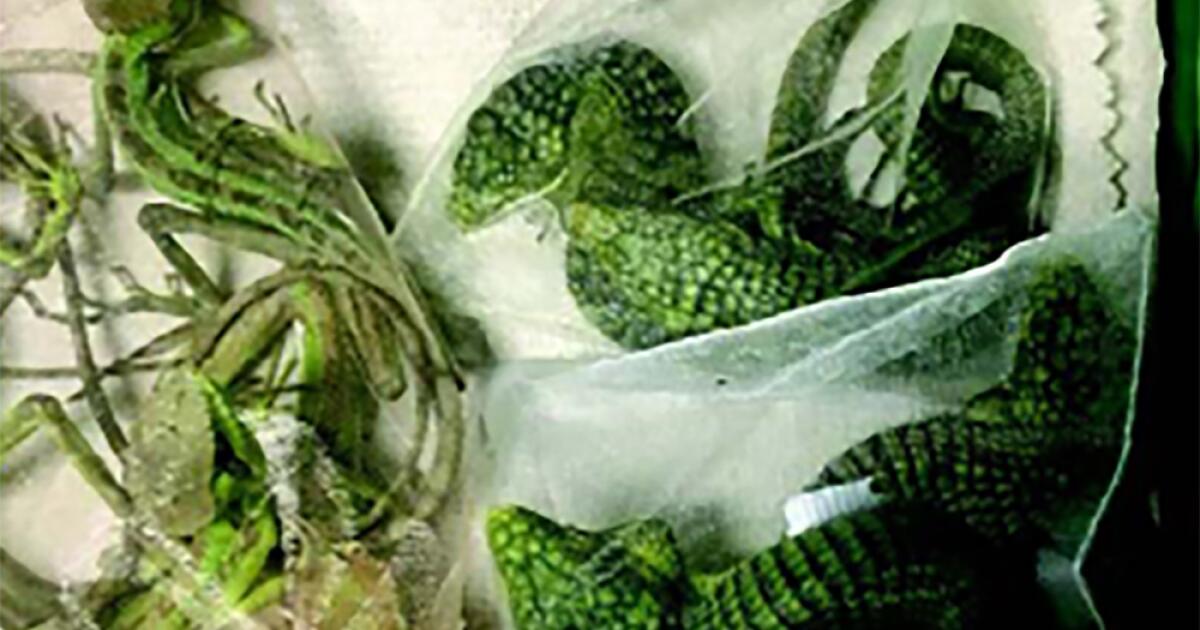 Baby crocodile smuggler from Oxnard headed to federal prison