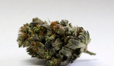 Looking to bring medical marijuana on a plane? What you need to know