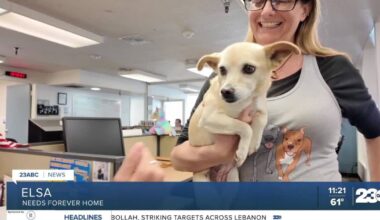 Wag Wednesday: Meet Elsa from OceanRay Rescue!