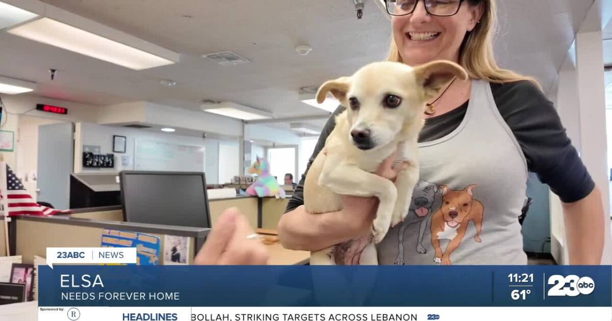 Wag Wednesday: Meet Elsa from OceanRay Rescue!