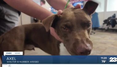 Wag Wednesday: Meet Axel from Bakersfield Animal Care Center