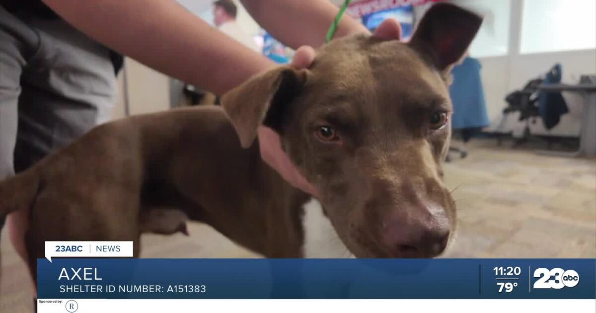 Wag Wednesday: Meet Axel from Bakersfield Animal Care Center