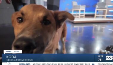 Wag Wednesday: Meet Koda from Lucky's Crew Animal Rescue!