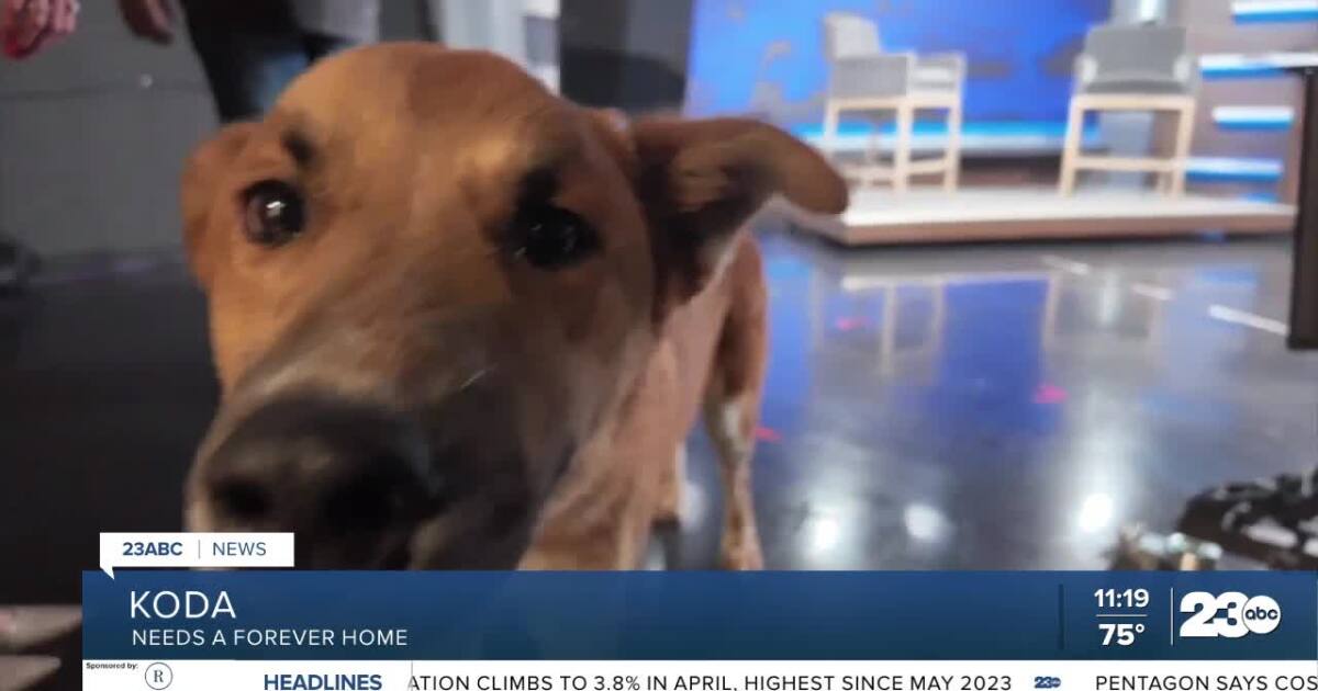 Wag Wednesday: Meet Koda from Lucky's Crew Animal Rescue!