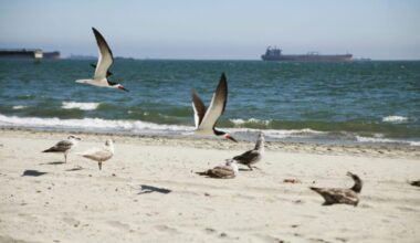 Something is killing birds on local beaches — and no one knows why