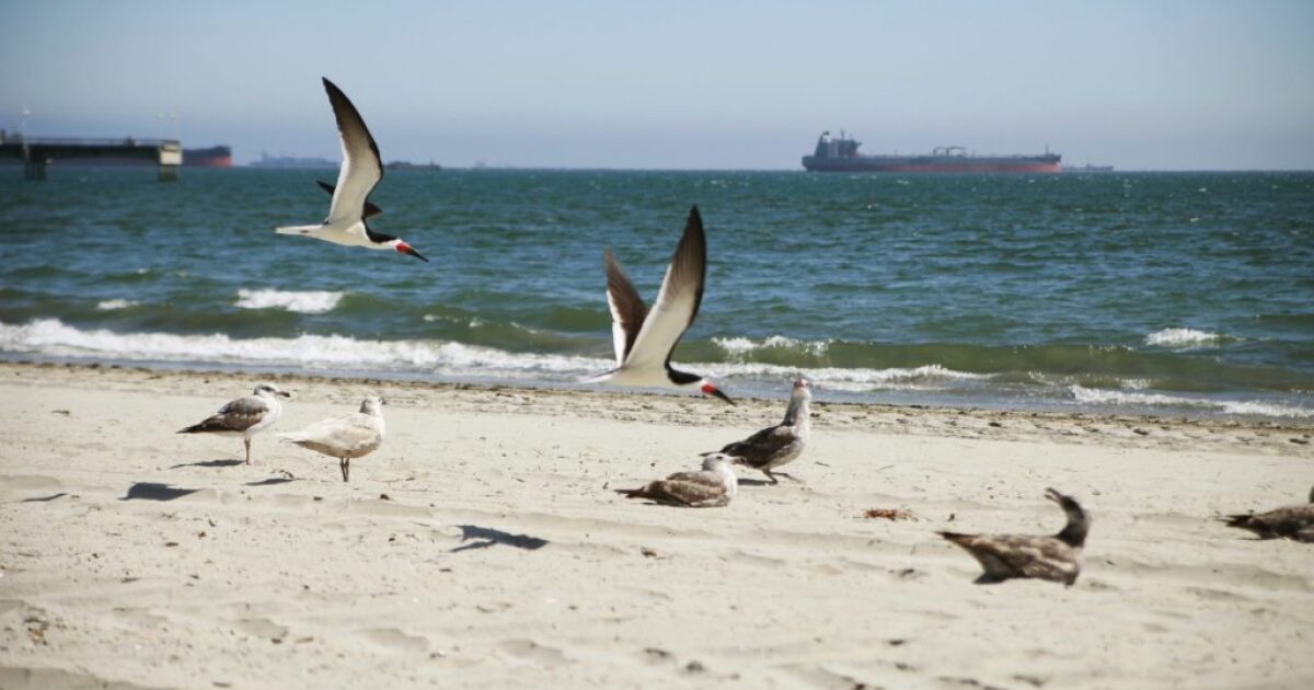 Something is killing birds on local beaches — and no one knows why