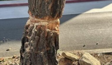 Tree vandalism catches attention of Bird Rock Maintenance Assessment District – San Diego Union-Tribune