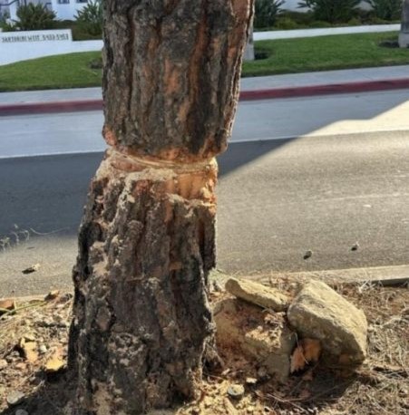 Tree vandalism catches attention of Bird Rock Maintenance Assessment District – San Diego Union-Tribune